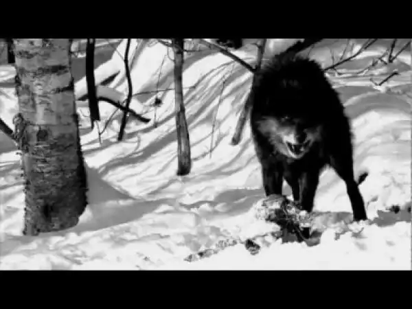 Video: Stalley ft DJ Khaled - City Of 30,000 Wolves